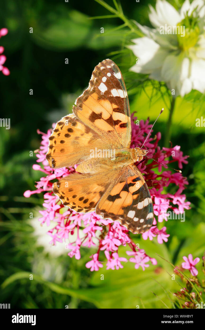 Dipinto di Lady, Thistle Butterfly (Vanessa cardui, Cynthia cardui). Alimentazione a farfalla su fiori di colore rosa. Svizzera Foto Stock