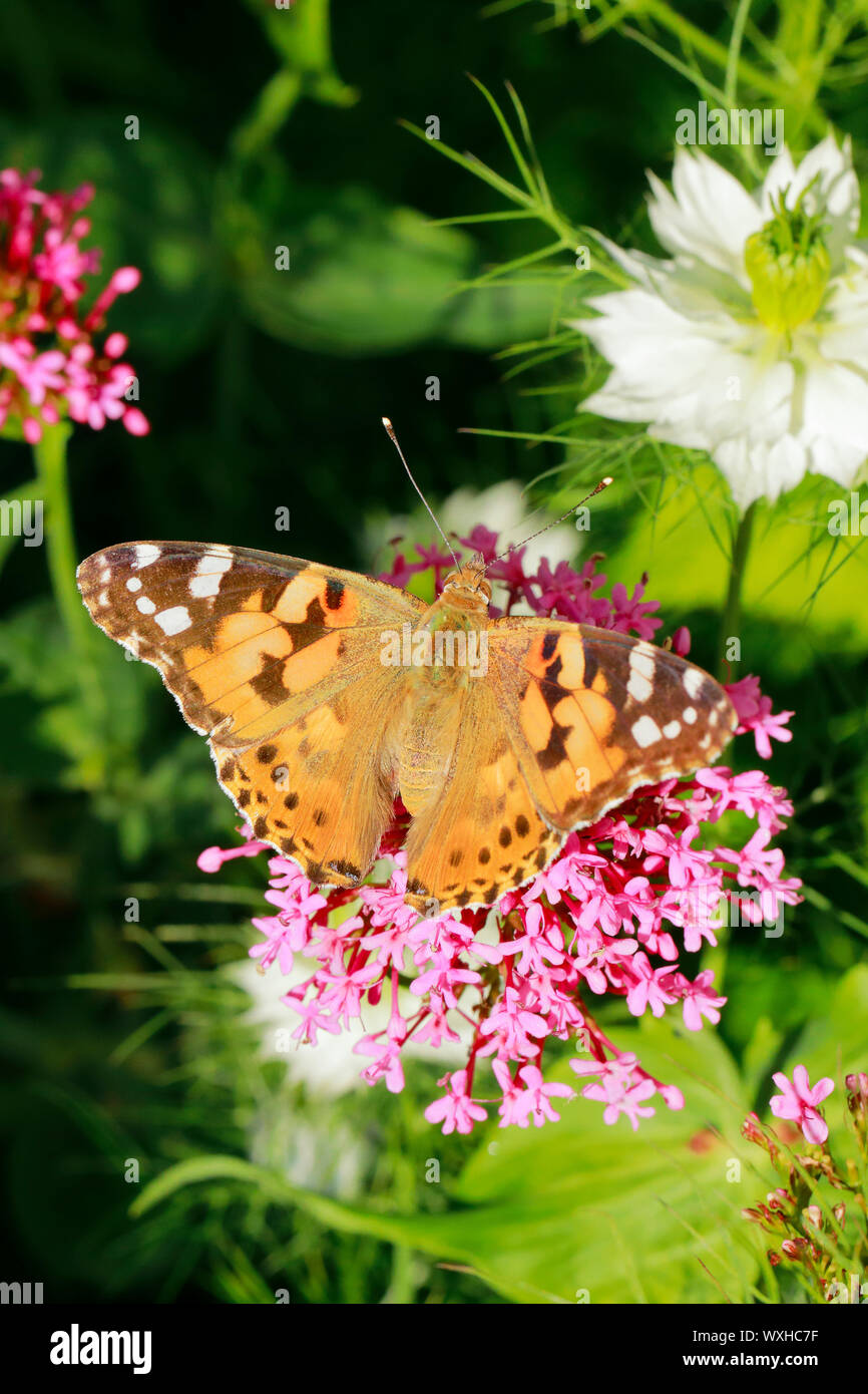 Dipinto di Lady, Thistle Butterfly (Vanessa cardui, Cynthia cardui). Alimentazione a farfalla su fiori di colore rosa. Svizzera Foto Stock