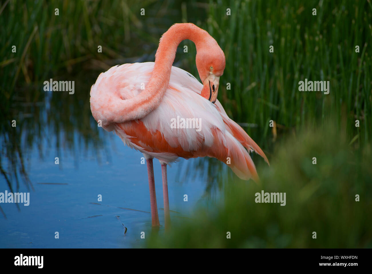 American flamingo (Phoenicopterus ruber). Isabela Island, Isole Galapagos, Ecuador, Sud America Foto Stock