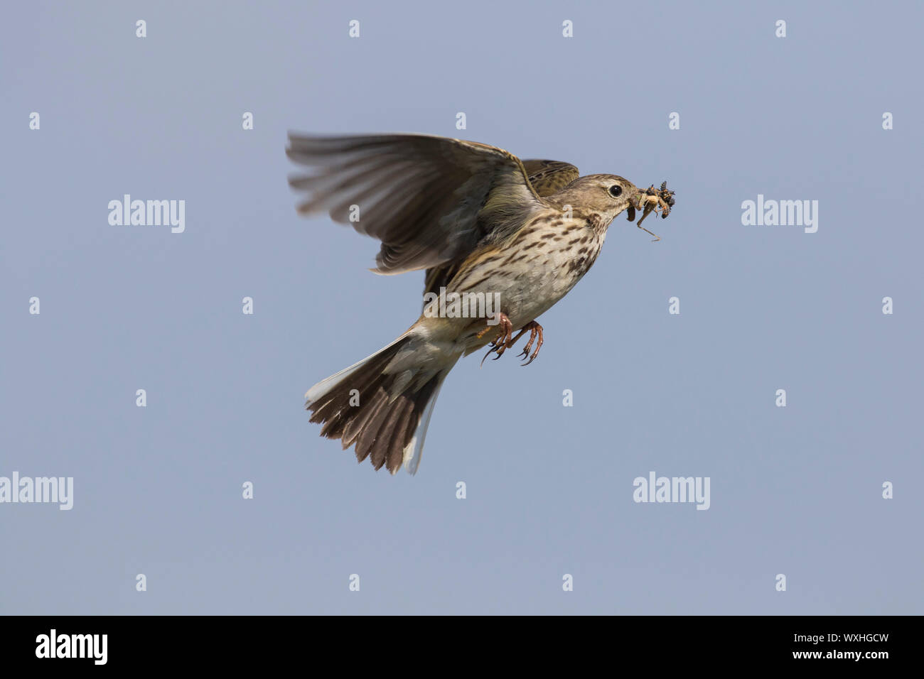 Meadow Pipit (Anthus pratensis) in volo con un becco piena di insetti per i suoi pulcini. Germania Foto Stock