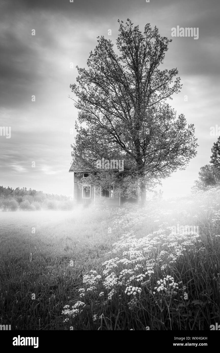 Nebbia di mattina e una vecchia casa abbandonata in un paesaggio rurale paesaggio. Isole Aland, Finlandia. Foto Stock
