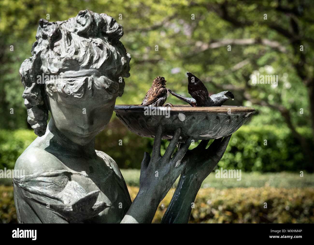 Vista ravvicinata del Burnett Fontana nel parco centrale, con veri uccellini rinfrescante in prua. La statua onori libro per bambini autore Frances Eliza H Foto Stock