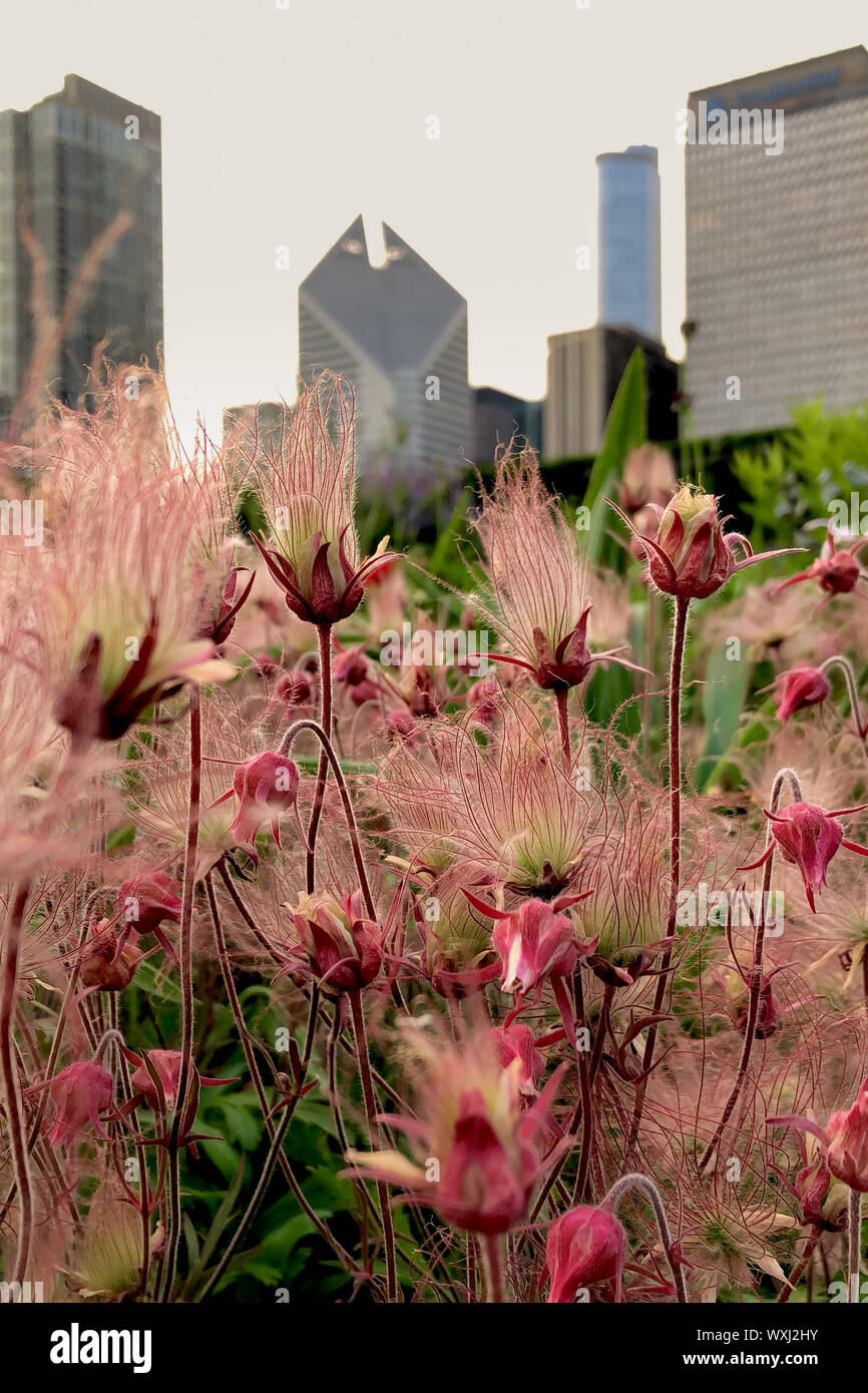 Fiori Selvatici di fronte dello skyline della città di Chicago, Illinois, Stati Uniti Foto Stock
