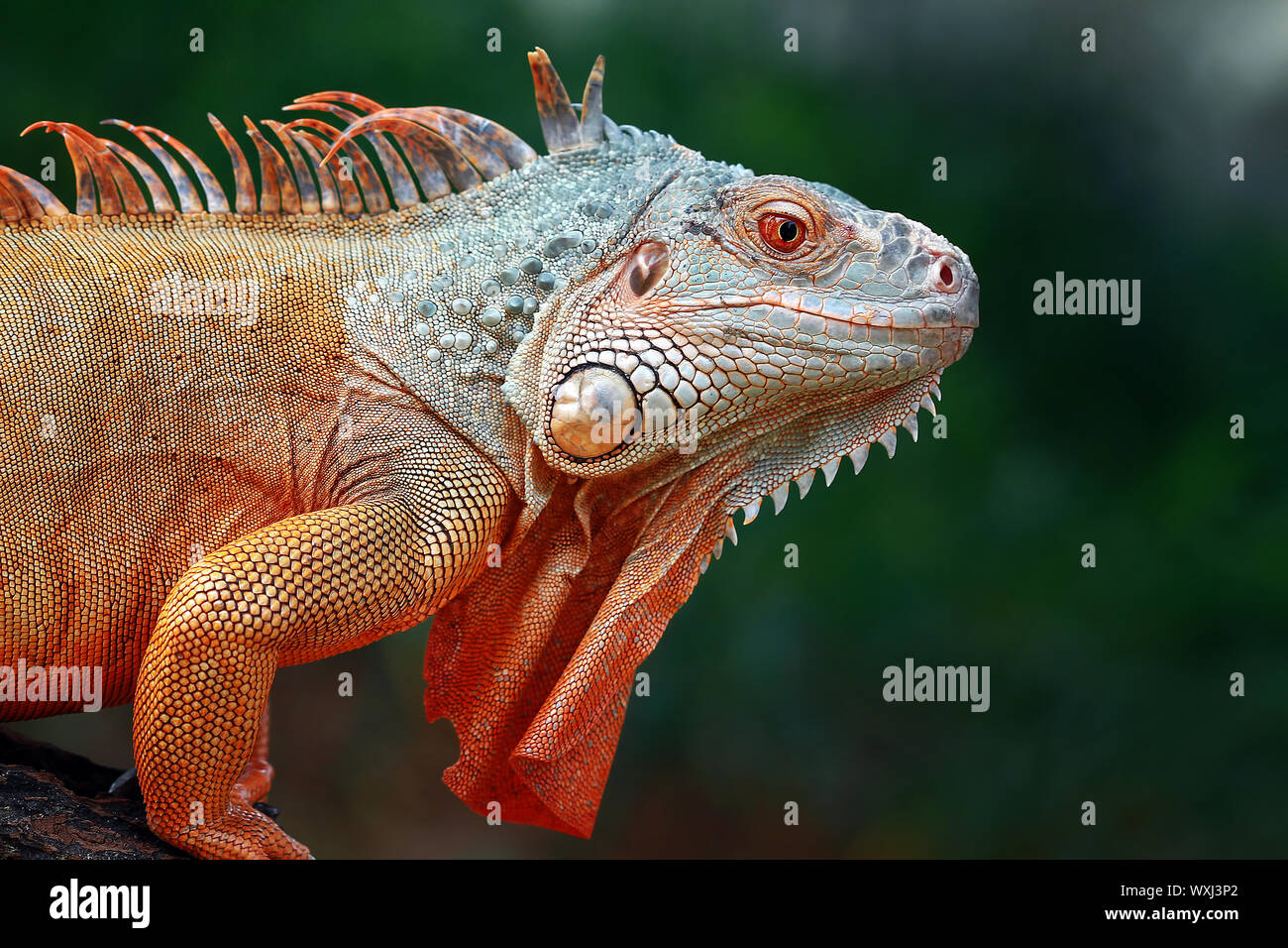 Close-up di un iguana, Indonesia Foto Stock