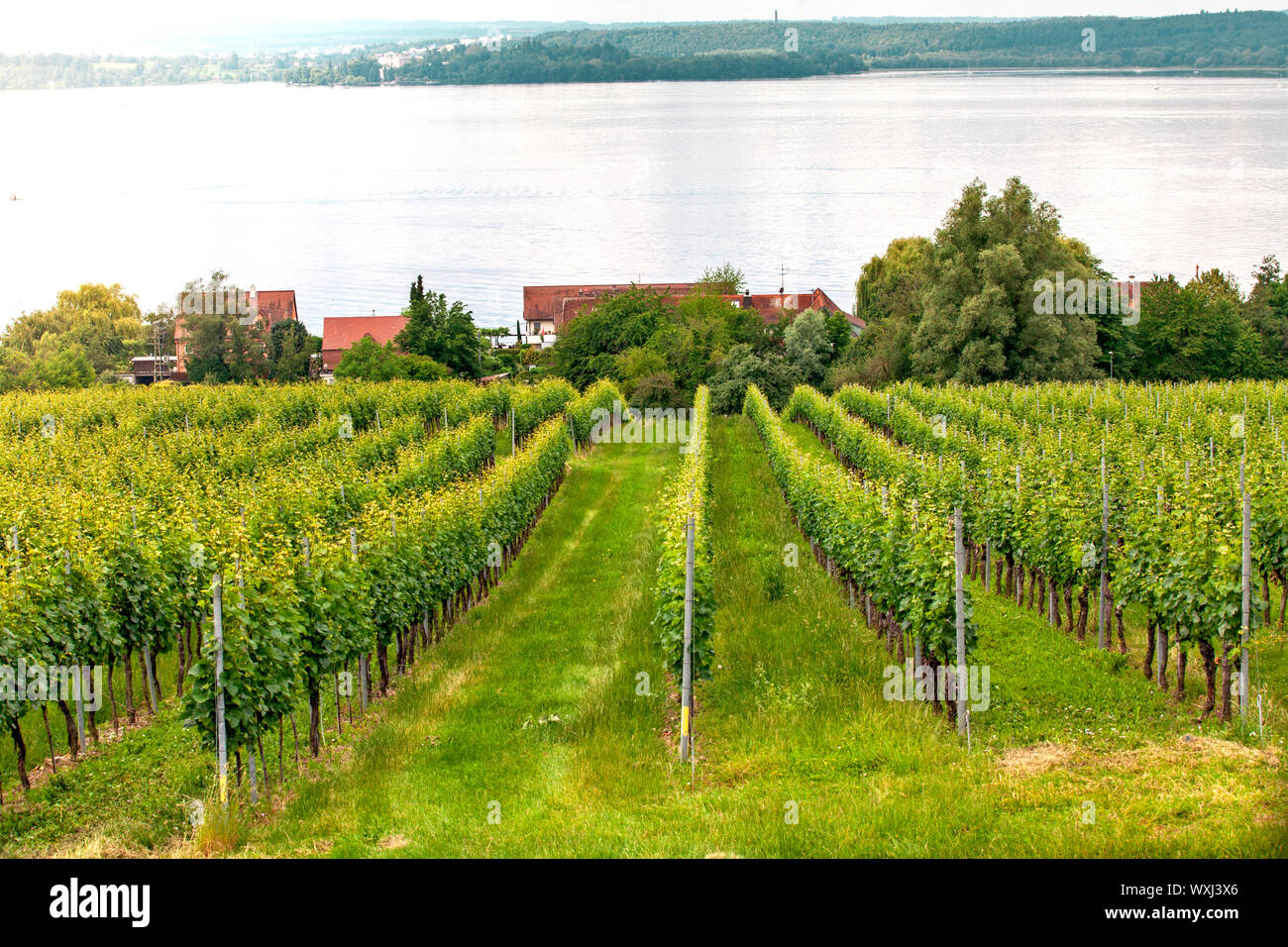 Apple la piantagione di alberi sul Lago di Costanza, in Germania Foto Stock