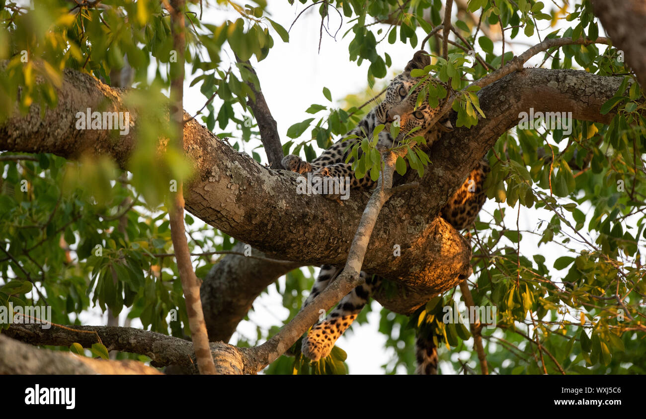 Leopard cub giacente in un albero, Sud Africa Foto Stock