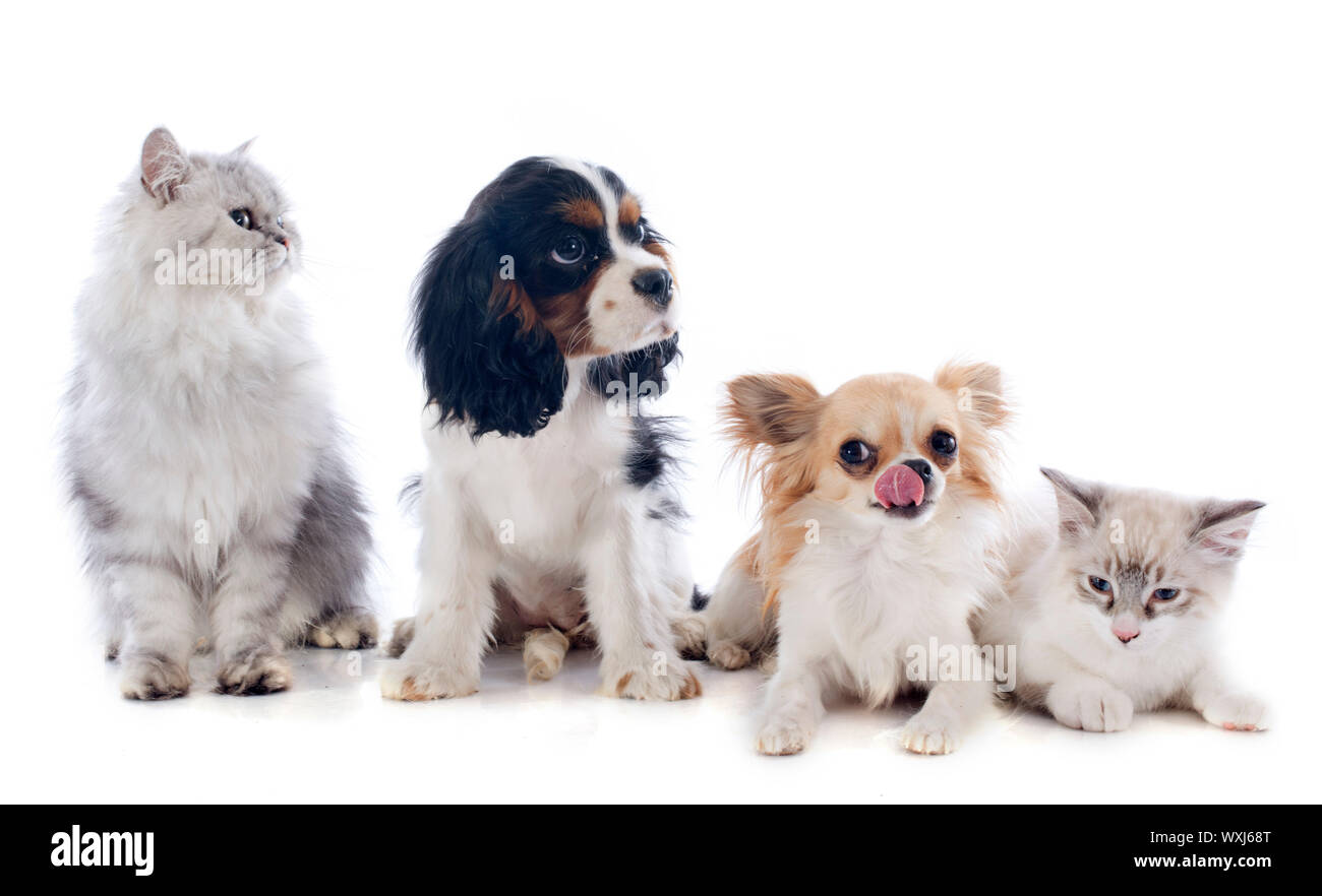 Quattro cani e gatto davanti a uno sfondo bianco Foto Stock