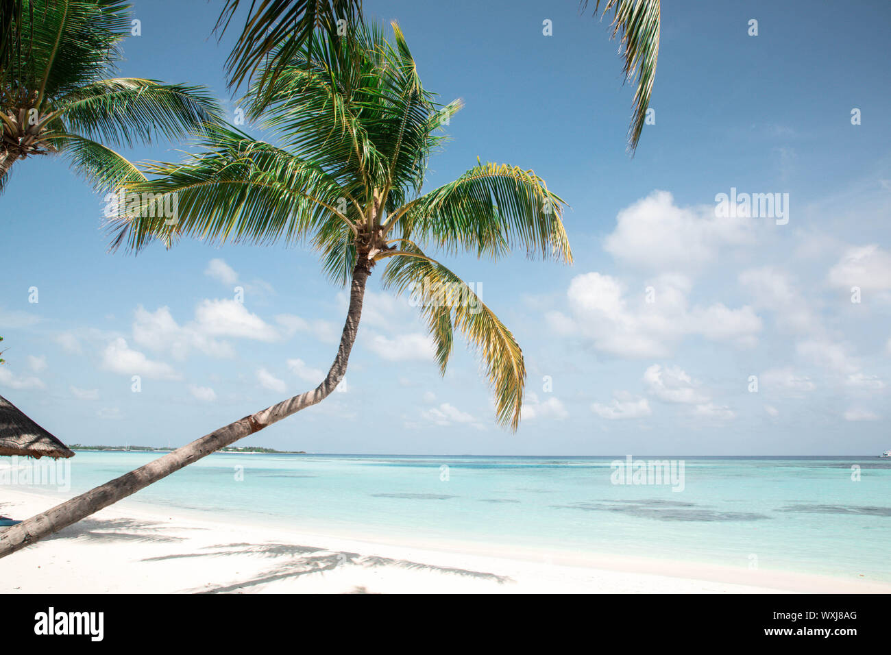 Palm tree su una spiaggia tropicale, Maldive Foto Stock