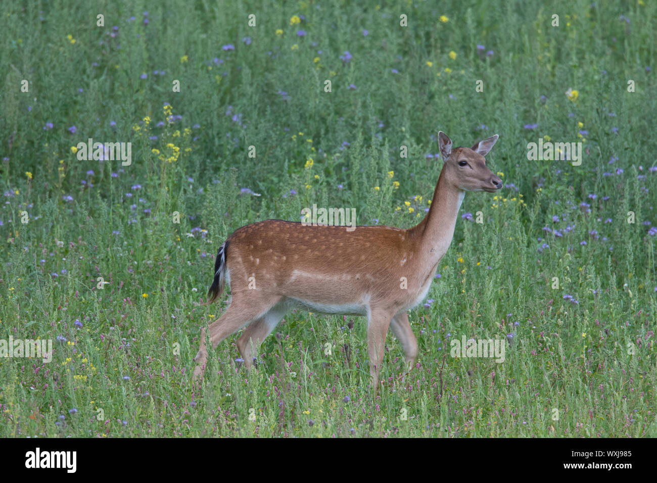 Daini (Cervus dama, Dama Dama). Doe camminando in un prato. Scania in Svezia Foto Stock