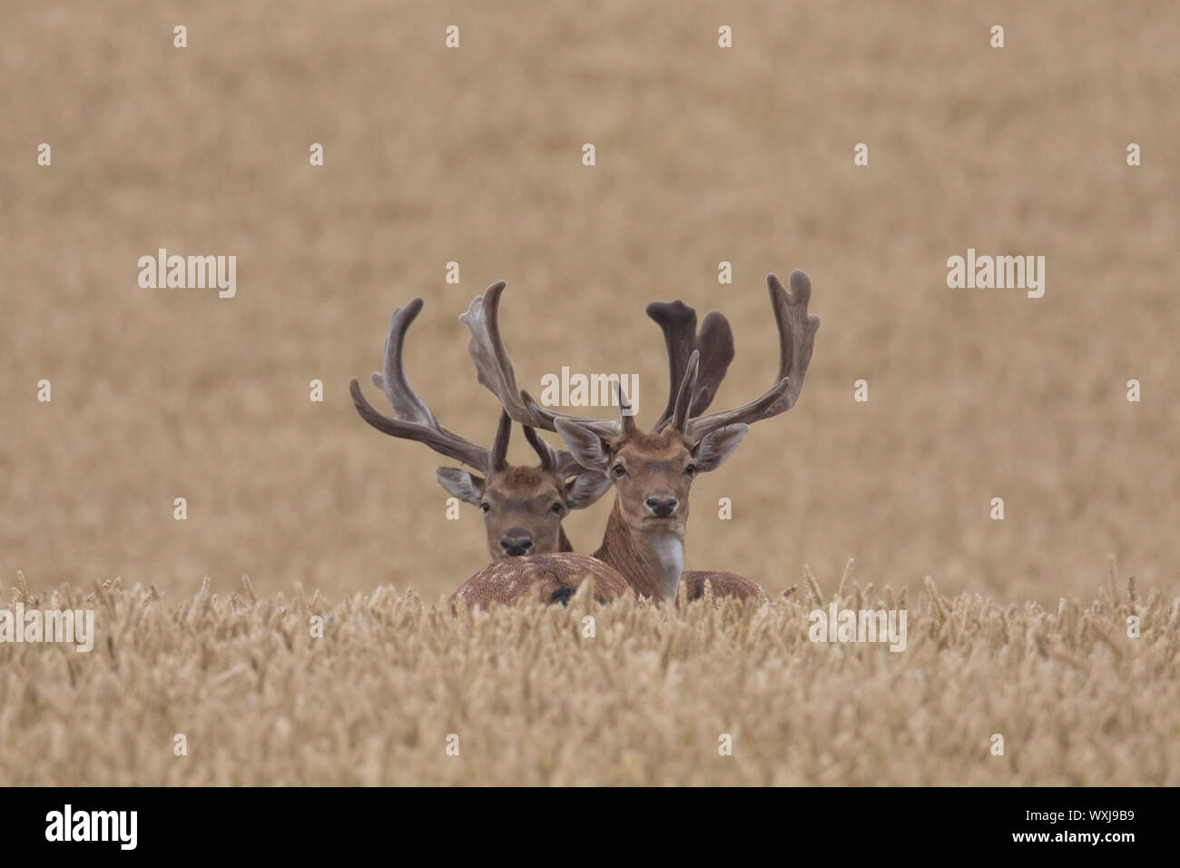 Daini (Cervus dama, Dama Dama). Bucks in un campo di mais. Scania. Svezia Foto Stock