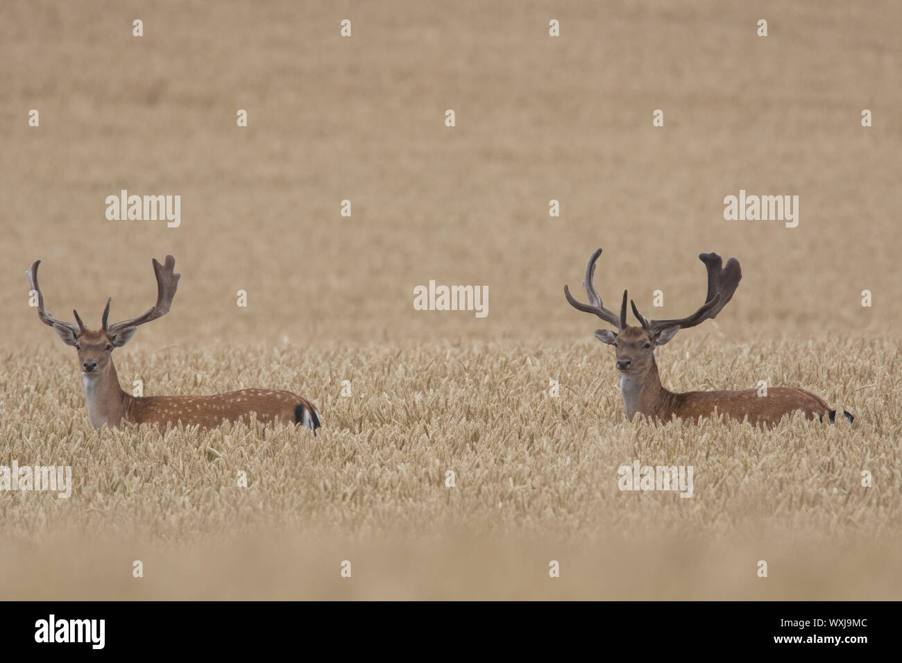 Daini (Cervus dama, Dama Dama). Bucks in un campo di mais. Scania. Svezia Foto Stock