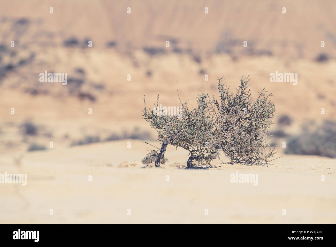 Arbusto crescente nel deserto, Bardenas Reales, Navarra, Spagna Foto Stock