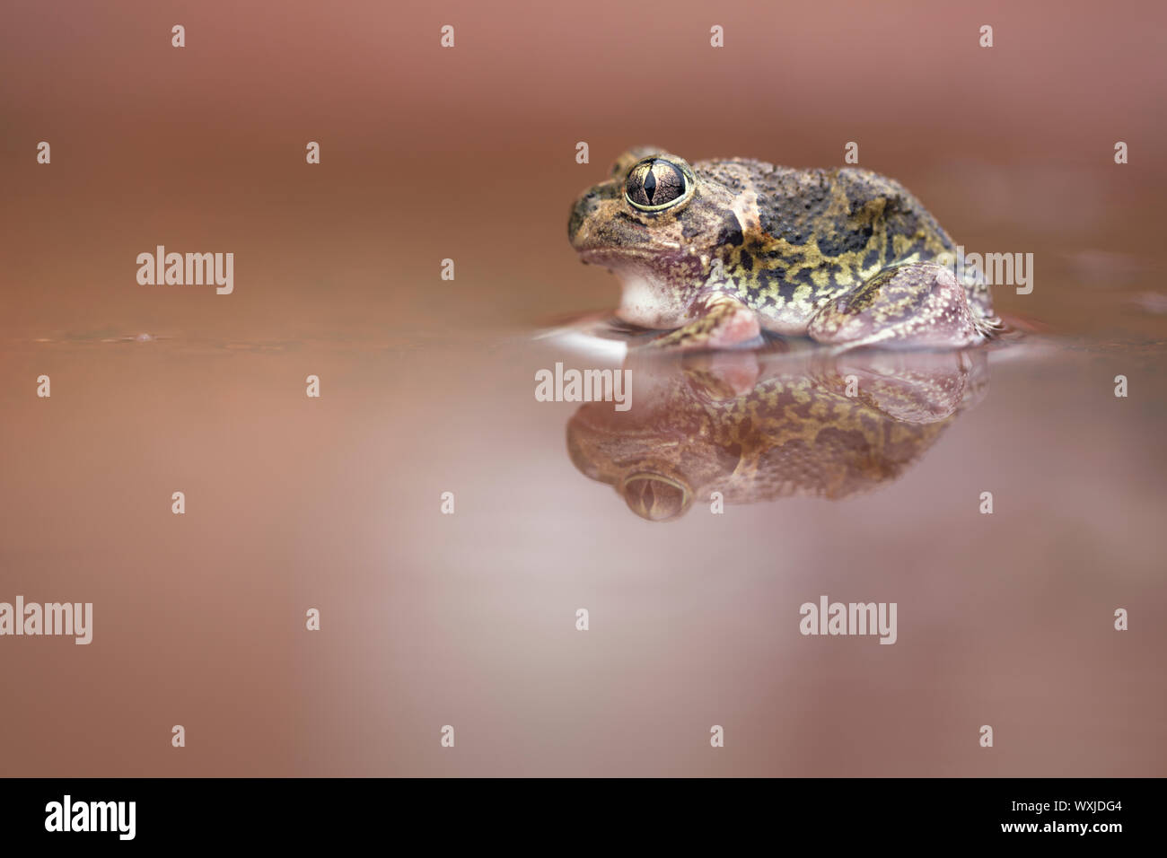 Wild Sudell la rana (sudelli Neobatrachus) seduta nella pozza di fango, Nuovo Galles del Sud, Australia Foto Stock