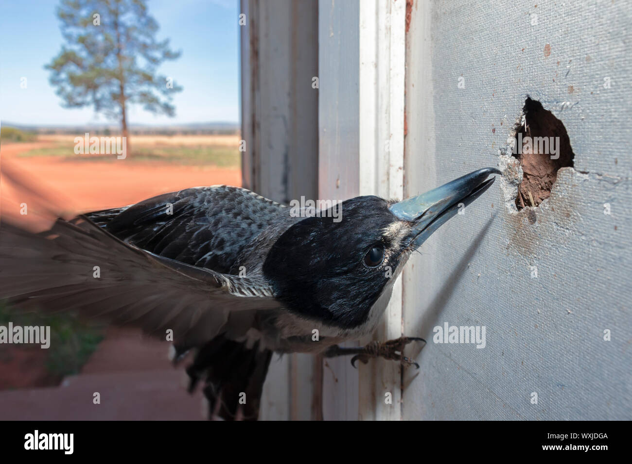 Grigio butcherbird esaminando un foro nella parete di amianto, Australia Foto Stock