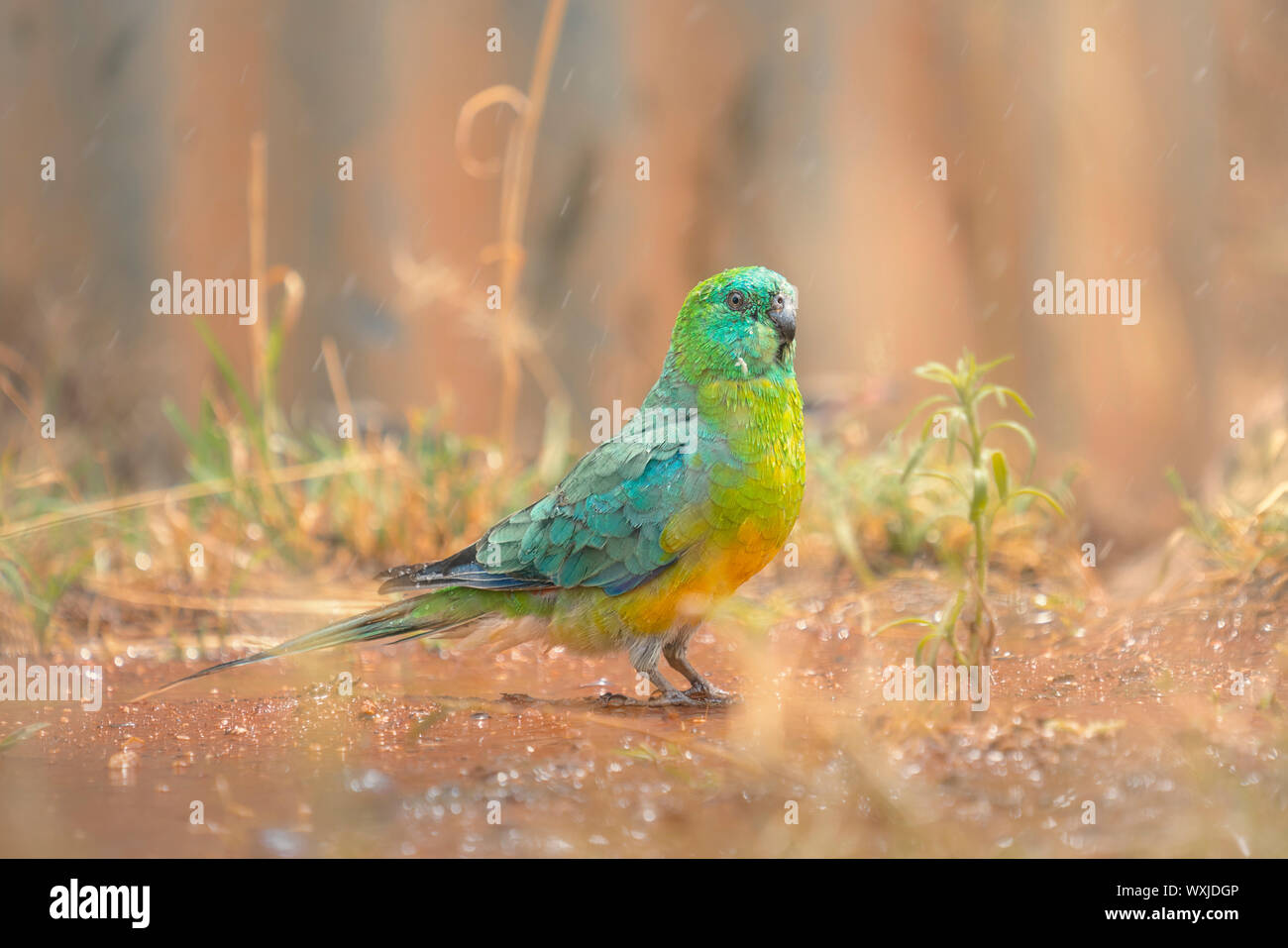 Maschio rosso-rumped parrot (Psephotus haematonotus) in piedi sotto la pioggia, Australia Foto Stock