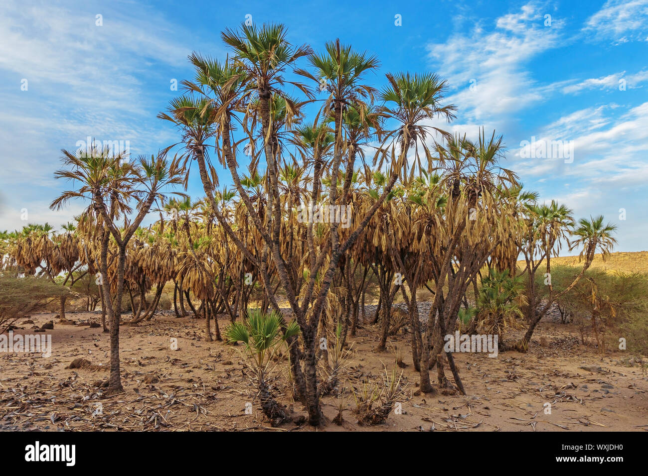 Le palme nel deserto, Arabia Saudita Foto Stock