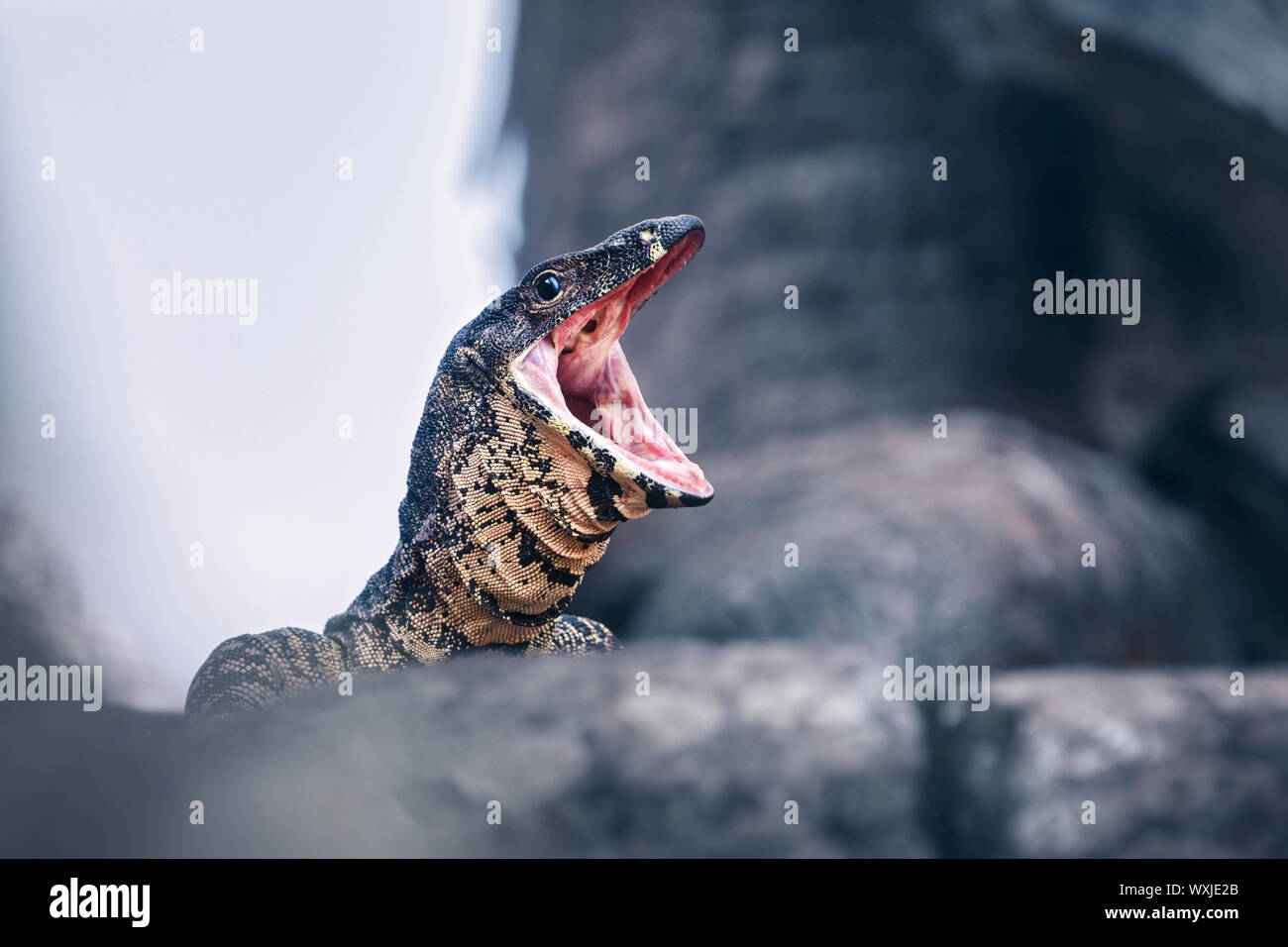 Wild Lace monitor (Varanus varius) con una bocca aperta, Australia Foto Stock