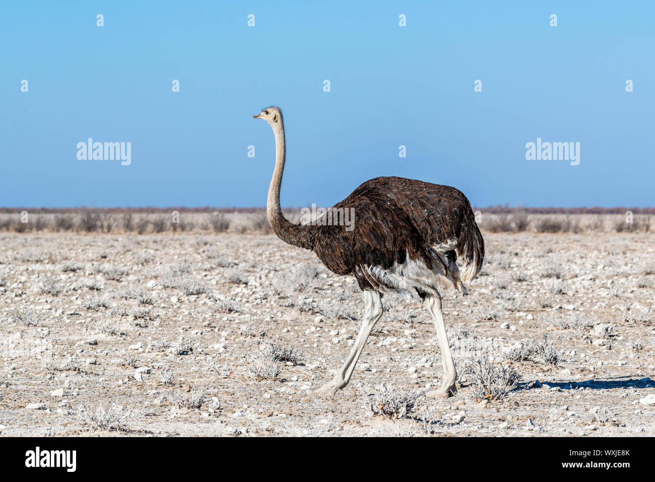 Comune o di struzzo Struthio camelus, il Parco Nazionale di Etosha, Kunene, Namibia Foto Stock