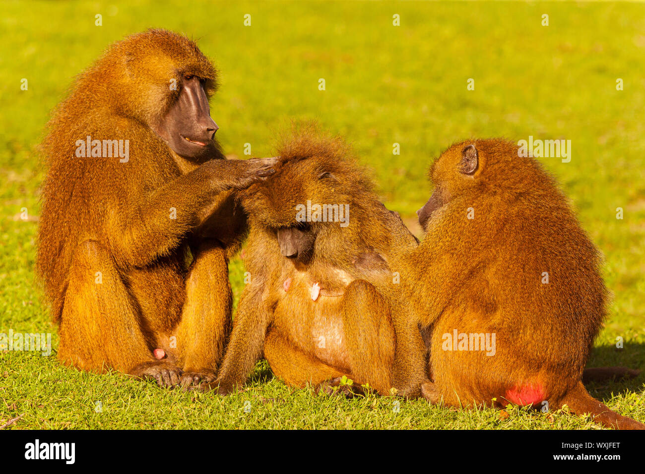 La Guinea babbuino (Papio papio) Famiglia Grooming insieme ogni altro Foto Stock