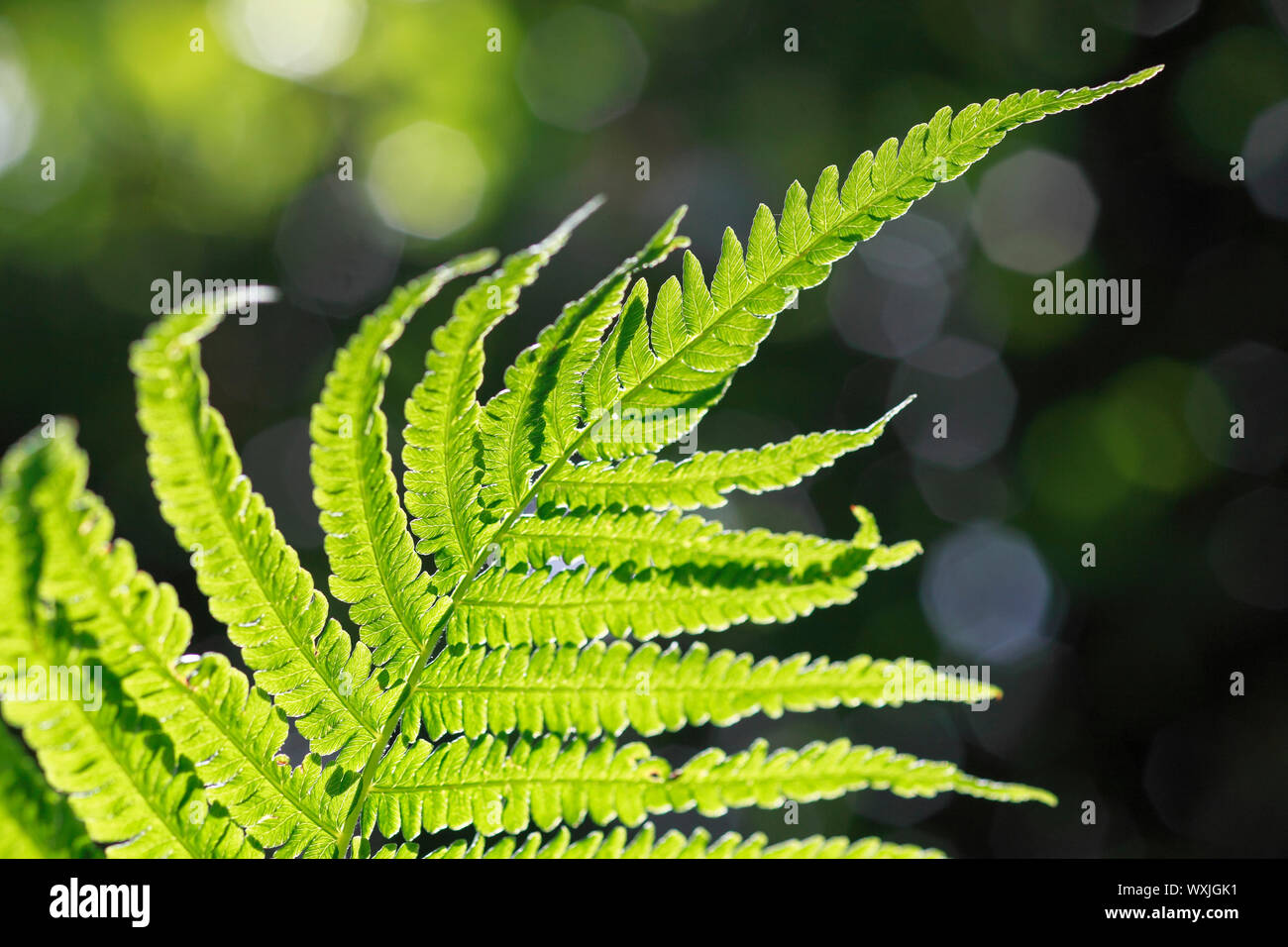 Fern frond in controluce. Svizzera Foto Stock