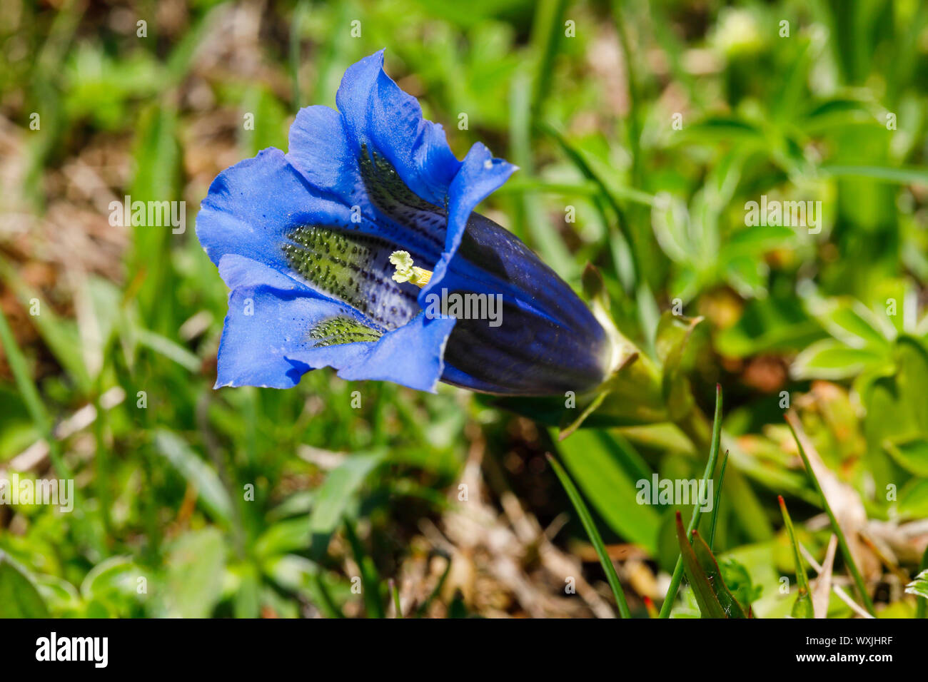 La genziana alpina (Gentiana alpina). Unico fiore. Svizzera Foto Stock