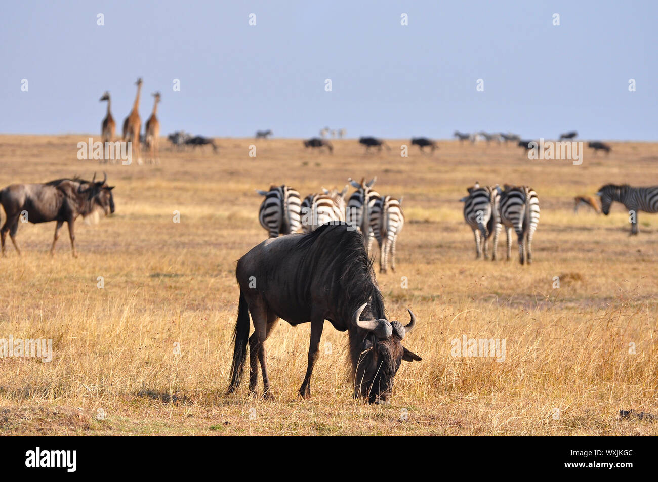 Mandrie di gnus e vari animali nelle pianure della Riserva Nazionale Masai Mara. Kenya, Africa Foto Stock