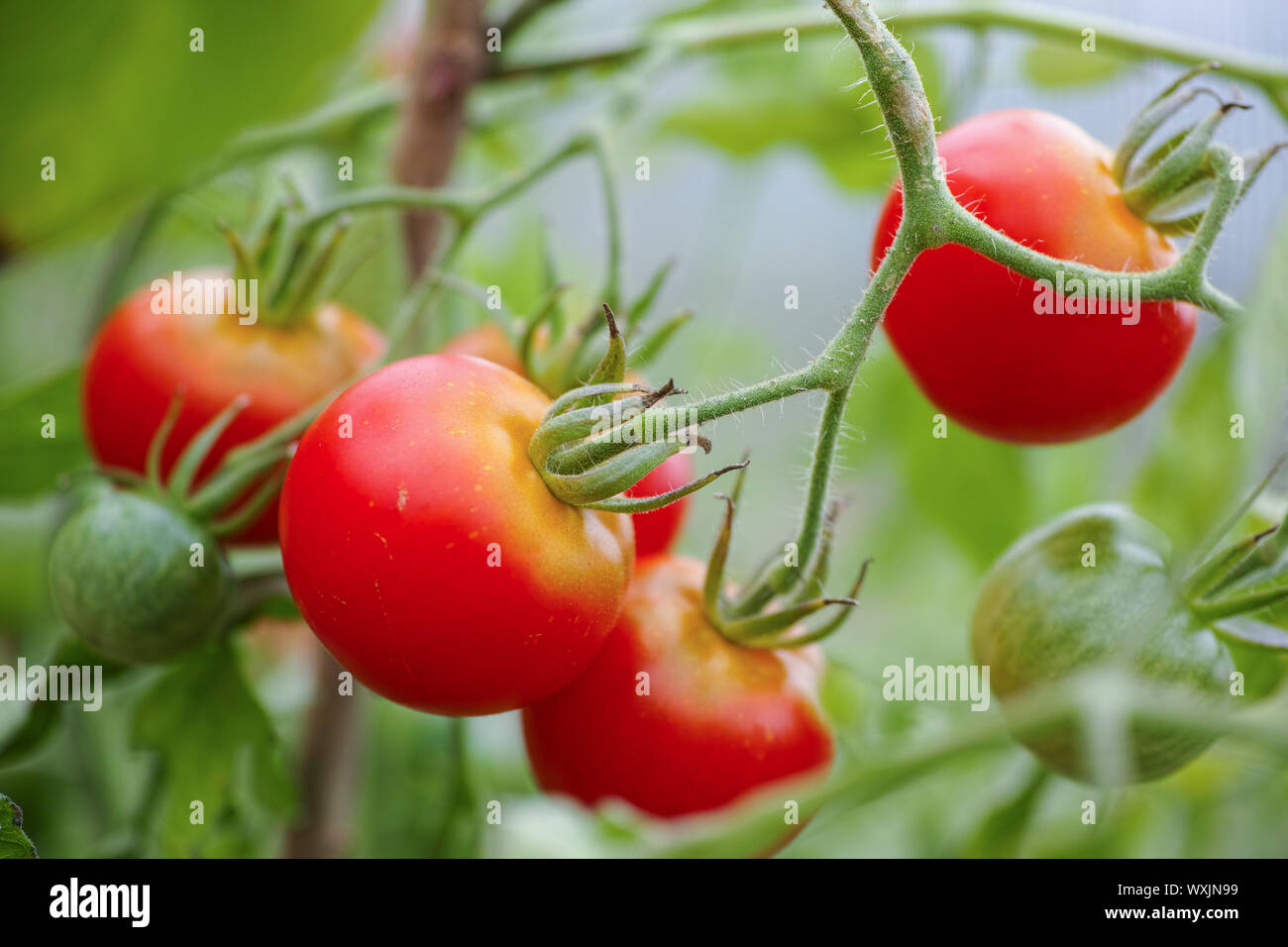 Pomodori rossi sulla coltivazione dell'uva in gardfen Foto Stock