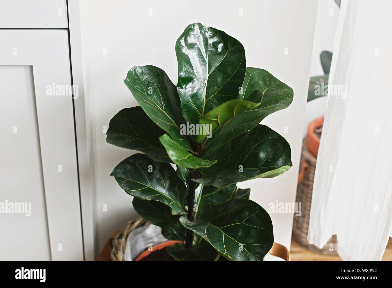 Big fiddle leaf fig tree in stile moderno a pot nei pressi di mobili da cucina. Lyrata Ficus Foglie, elegante impianto su pavimento in legno in cucina. Decorazioni floreali in Foto Stock