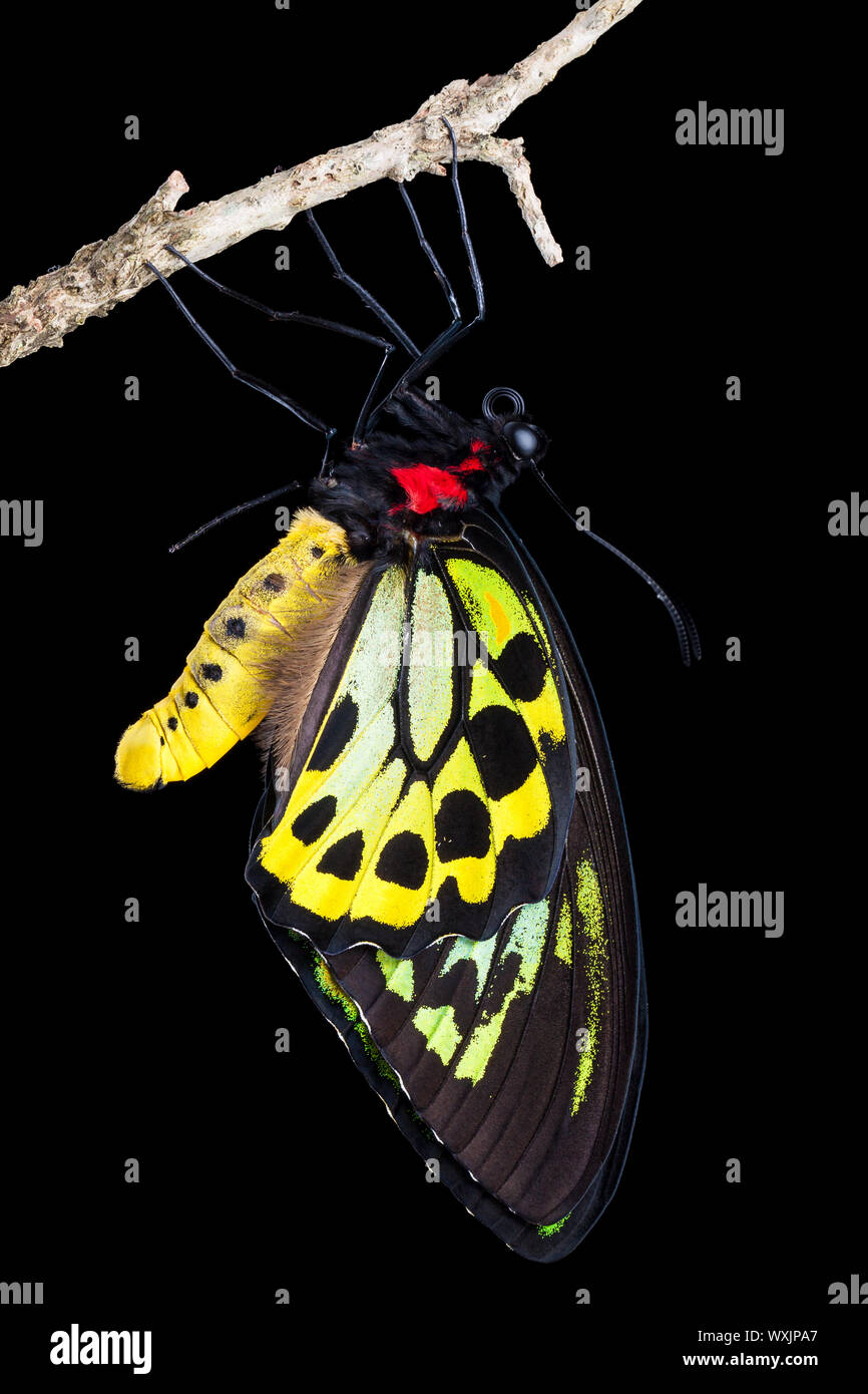 Un bel maschio birdwing butterfly appeso a un ramo Foto Stock