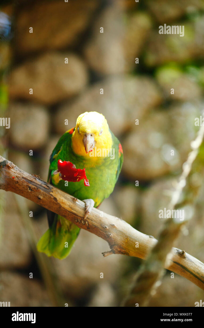 Giallo-naped Amazon pappagallo a mangiare cibo Foto Stock