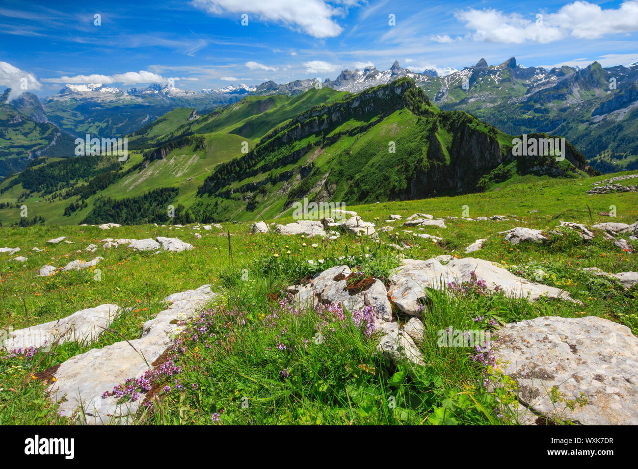 Alpi svizzere con Chaiserstock, Fulen e Rossstock, Svizzera, visto dal monte Fronalpstock.. Foto Stock