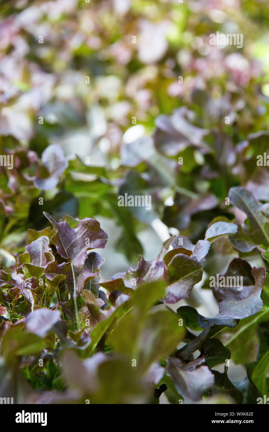 Hydroponics farm vegetale Foto Stock