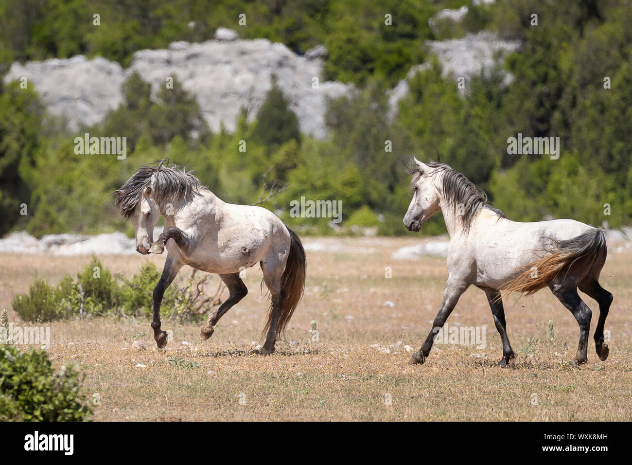 Cavalli selvatici, Wild Horse. Un stallone grigio mostra impressionante comportamento verso un rivale. Turchia Foto Stock