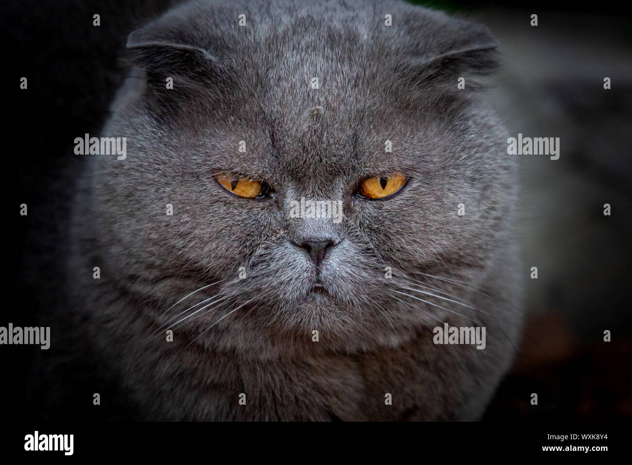 Lop-eared Scottish inv, grigio con grandi occhi gialli. Foto Stock