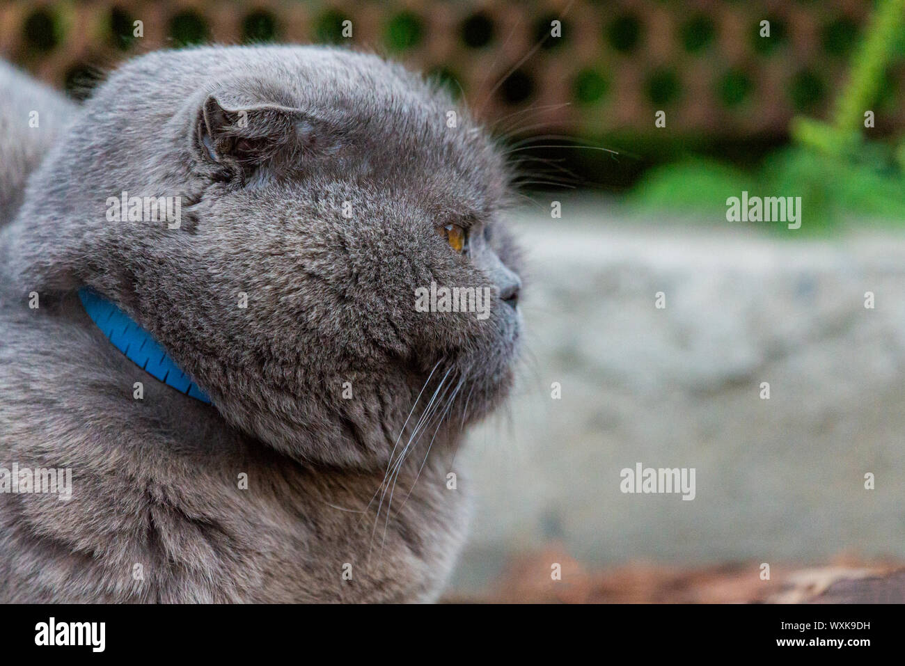 Lop-eared Scottish inv, grigio con grandi occhi gialli. Foto Stock