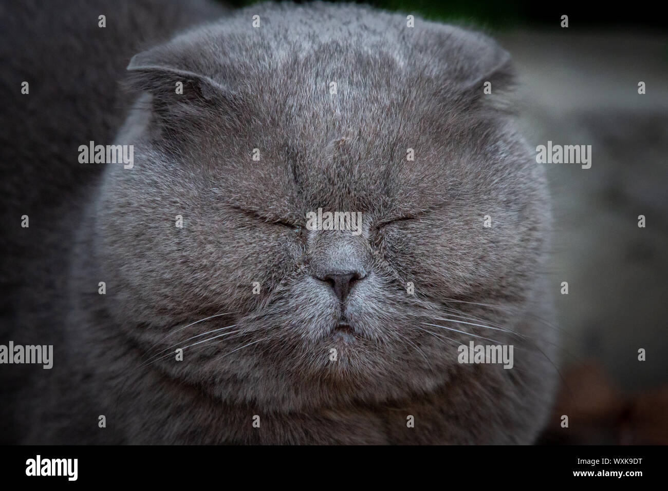 Lop-eared Scottish inv, grigio con grandi occhi gialli. Foto Stock