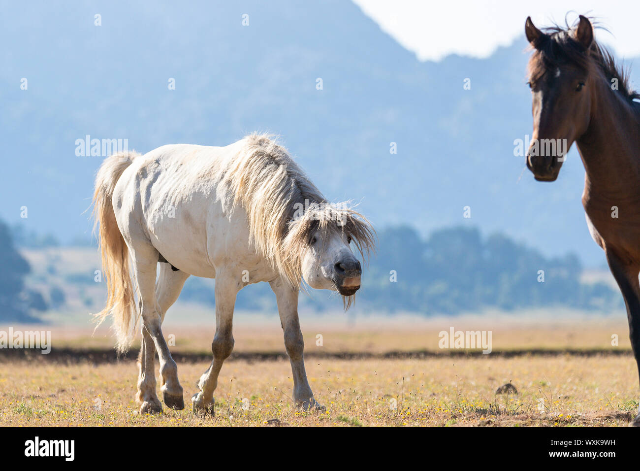 Cavalli selvatici, Wild Horse. Grigio Piombo stallone guidando il suo mare. Turchia Foto Stock