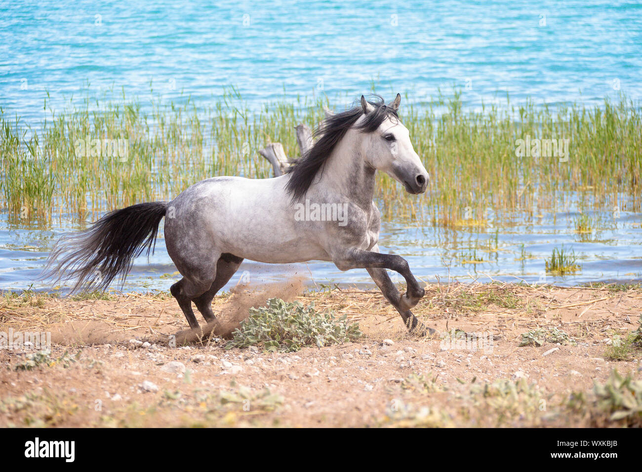 Rahvan cavallo. Stallone grigio galopping accanto a un fiume. Turchia Foto Stock