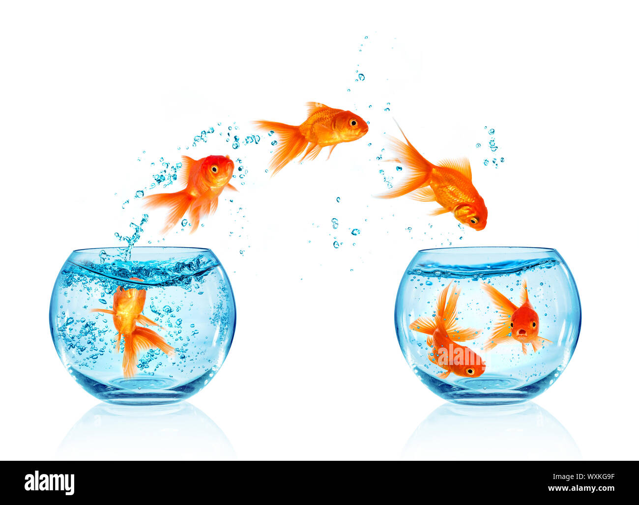 Goldfish salta fuori dell'acquario isolati su sfondo bianco. Ricerca di libertà. Foto Stock