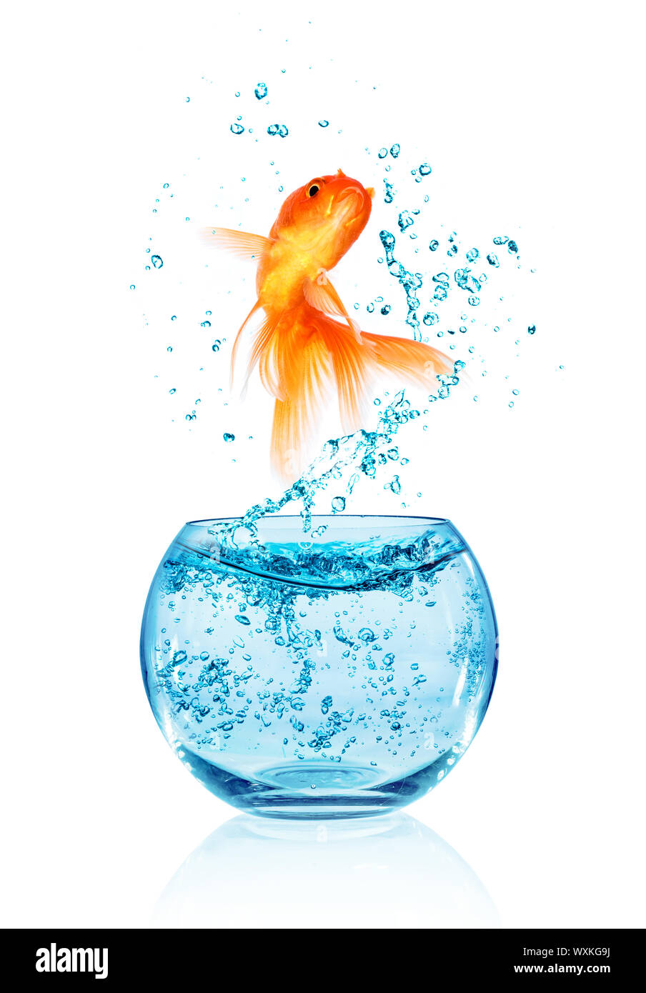 Goldfish salta fuori dell'acquario isolati su sfondo bianco. Ricerca di libertà. Foto Stock
