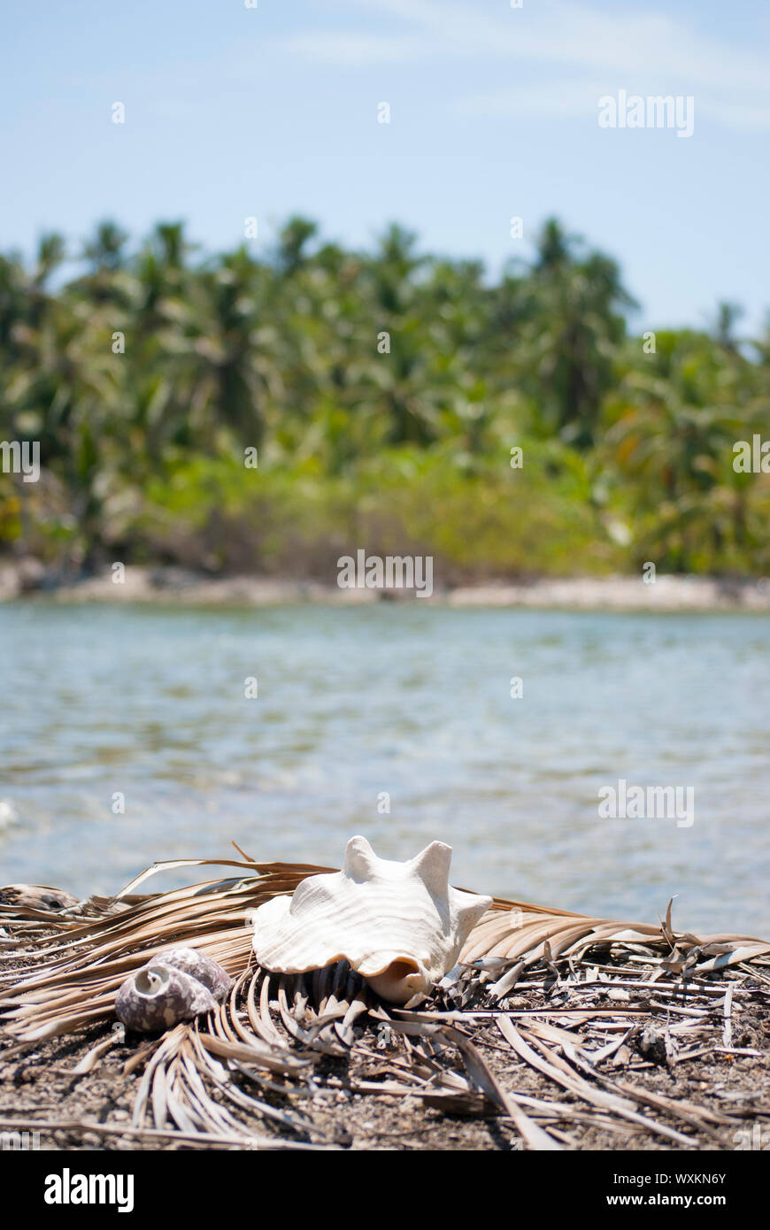 Modello di Fibonacci. I molluschi e i crostacei. Natura proporzione. Paradiso tropicale in Guna Yala, Kuna Yala, isole San Blas, Panama. Spirale. matematica. Golden rati Foto Stock