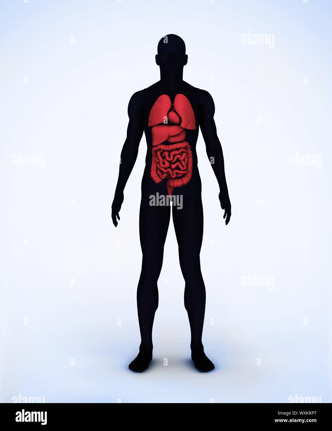 Nero e rosso corpo digitale in piedi con organi visibili Foto Stock