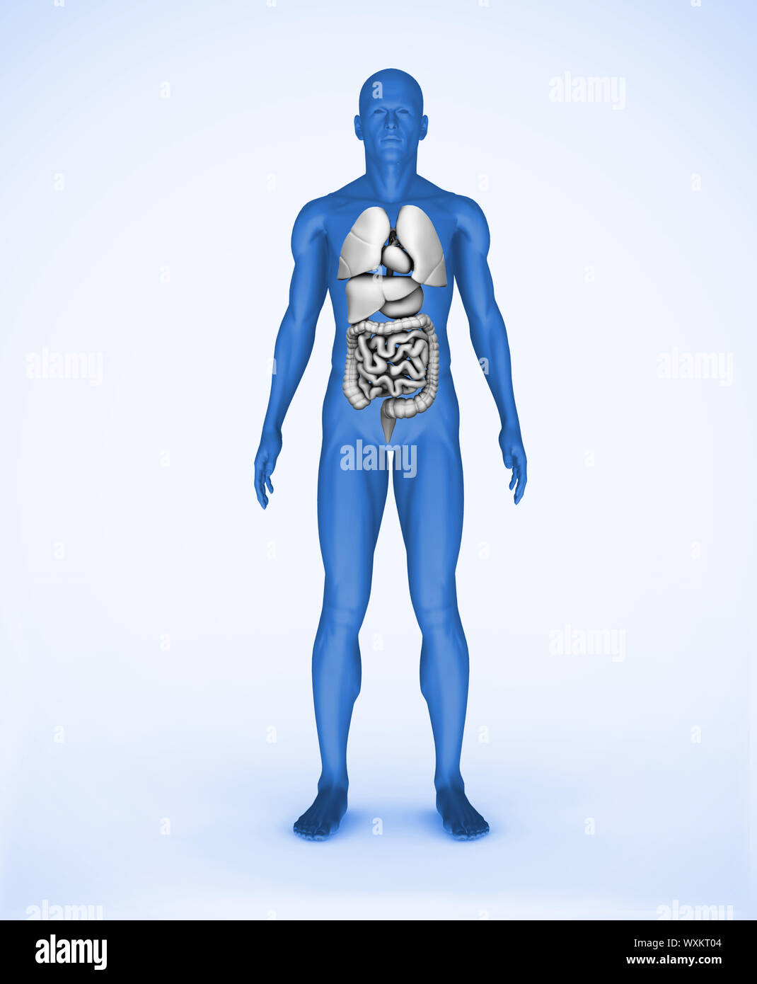 Blue digitale permanente umana con organi visibili Foto Stock