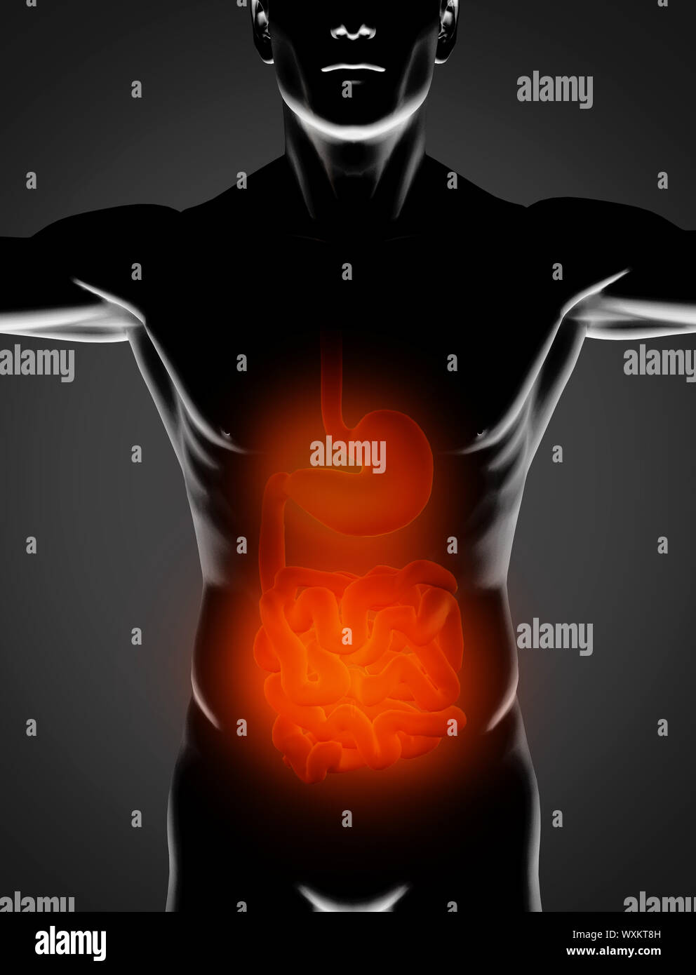 Uomo nero con rosso di stomaco e intestino tenue evidenziato su sfondo nero Foto Stock
