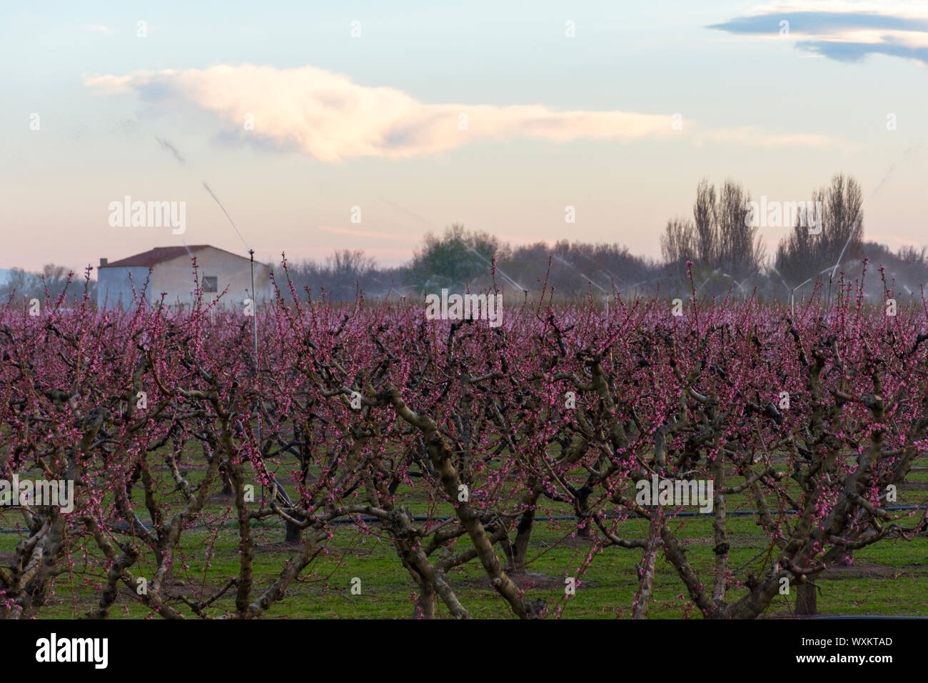 Terre con un sistema di irrigazione al fine di proteggere i peschi dalle basse temperature e il ghiaccio. Fioritura di peschi in primavera a sunrise. Foto Stock