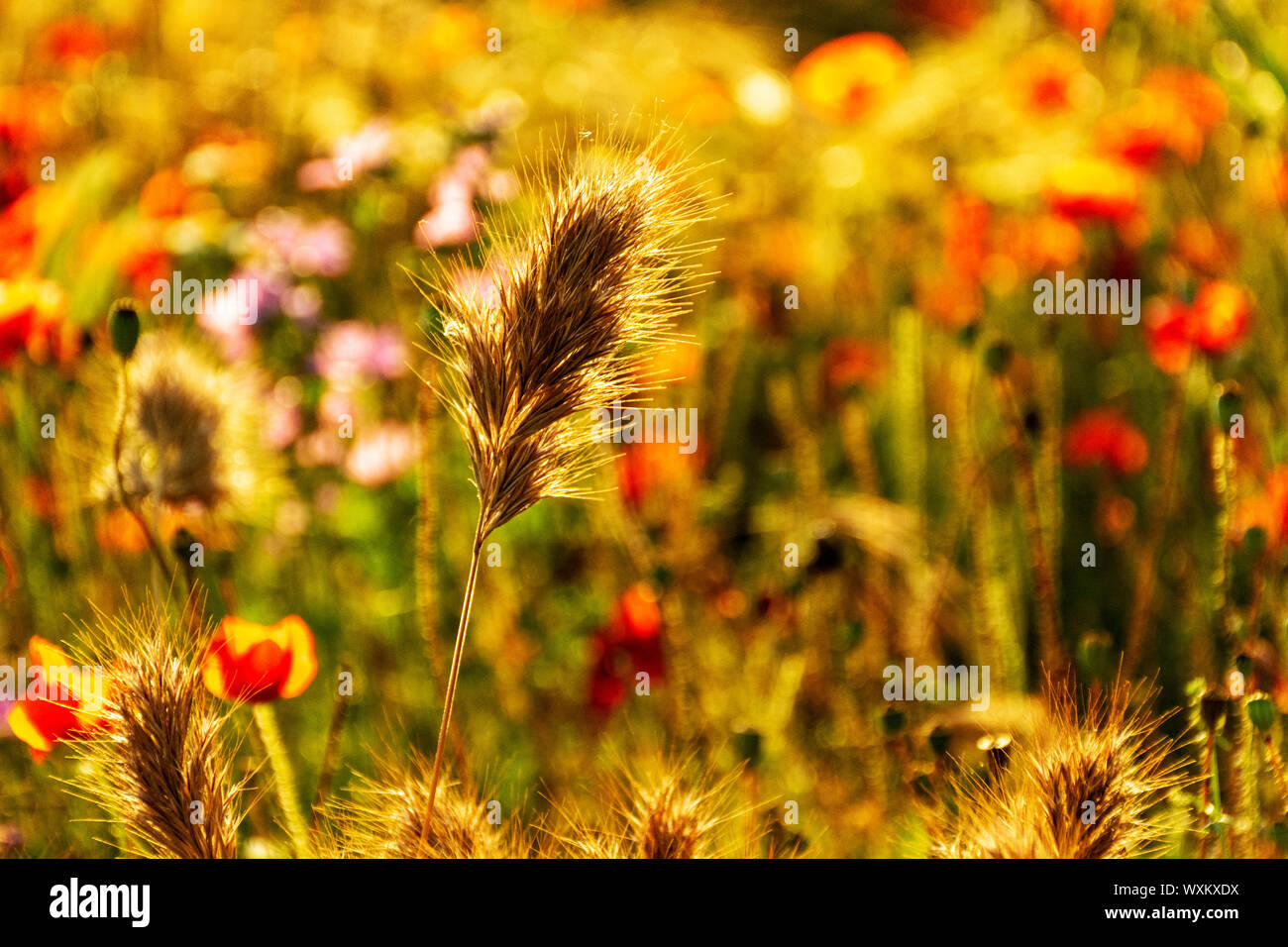 Golden spike in uno sfondo sfocato di papaveri e fiori selvatici. Bokeh di fondo. Foto Stock