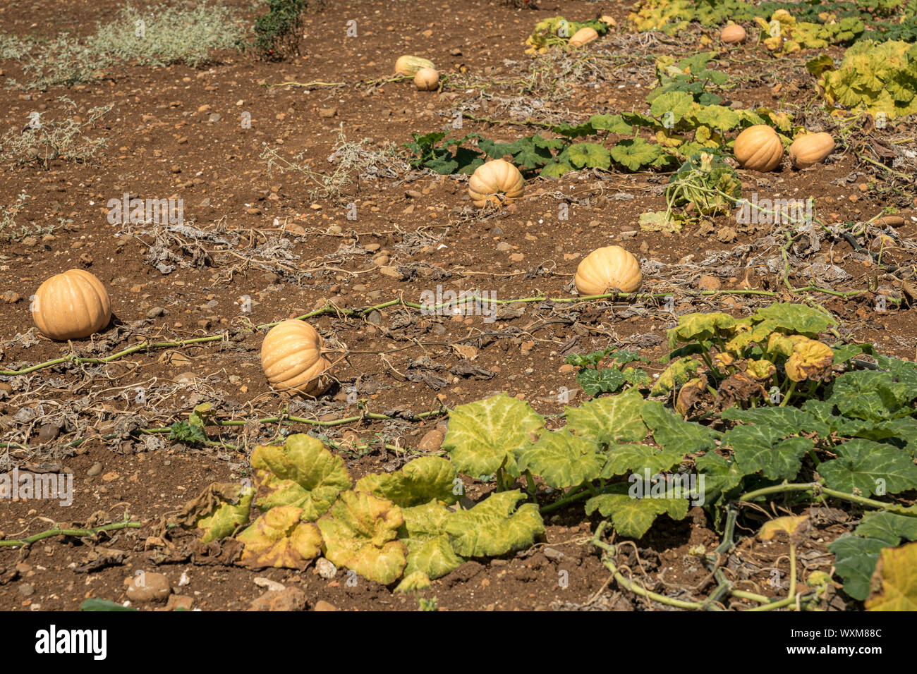 Campo di zucca. Le zucche crescono in un orto Foto Stock