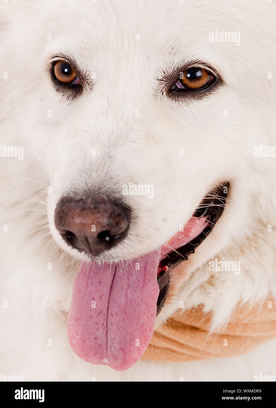 Immagine ravvicinata di cane bianco divide il suo tounge fuori e guardando la telecamera,in studio shot Foto Stock