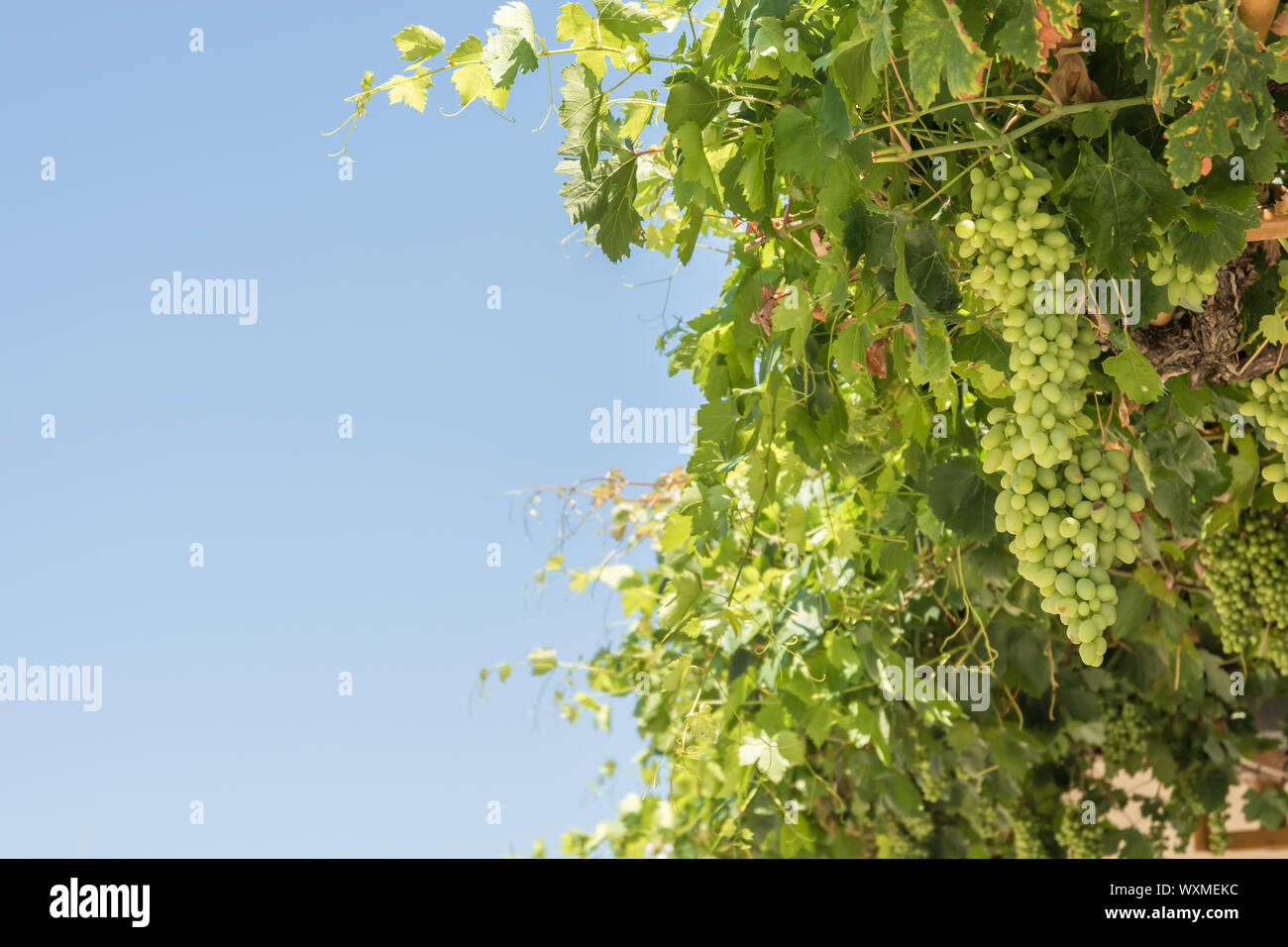 Wild vino con uve diverse su come una pianta rampicante in corrispondenza di una casa Foto Stock