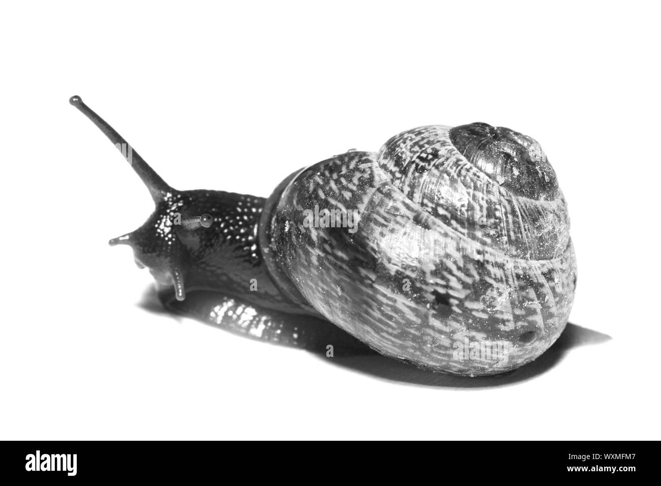 Piccolo guscio macro close up isolato su bianco Foto Stock